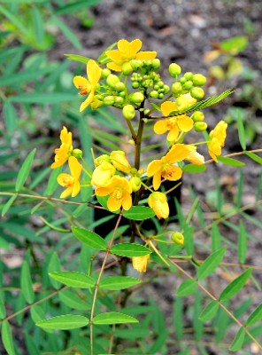 Senna Alexadrina Plant